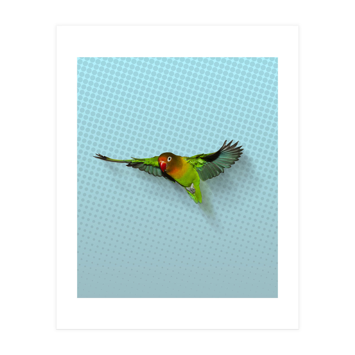 Flying lovebird (Print Only)
