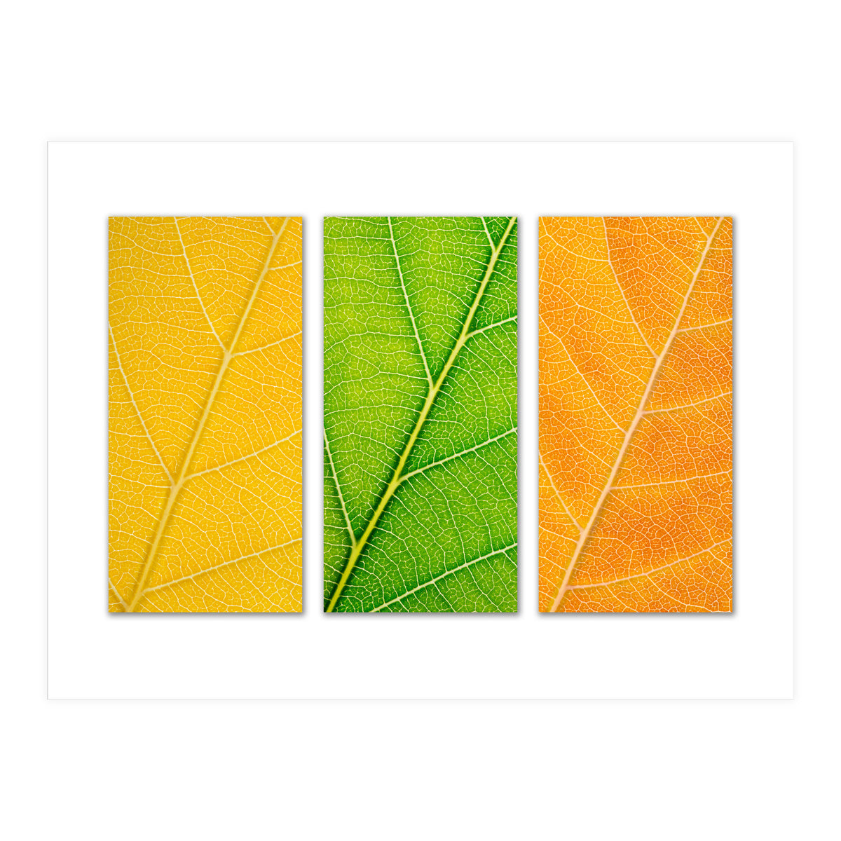 Autumn Leaves (Print Only)