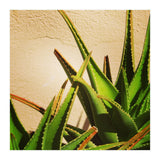 cacti and sunshine (Print Only) thumbnail