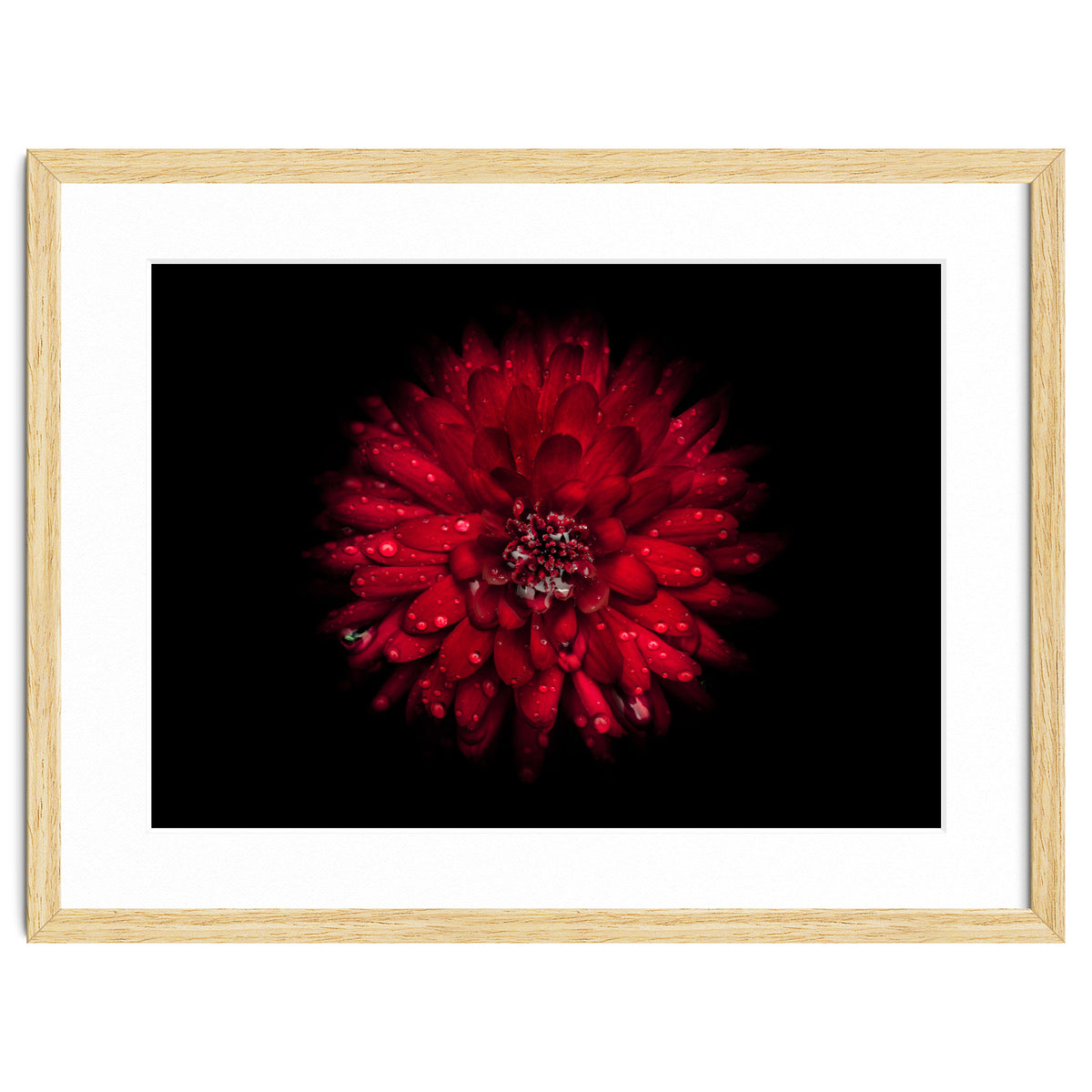 Backyard Flowers 45 Color Version