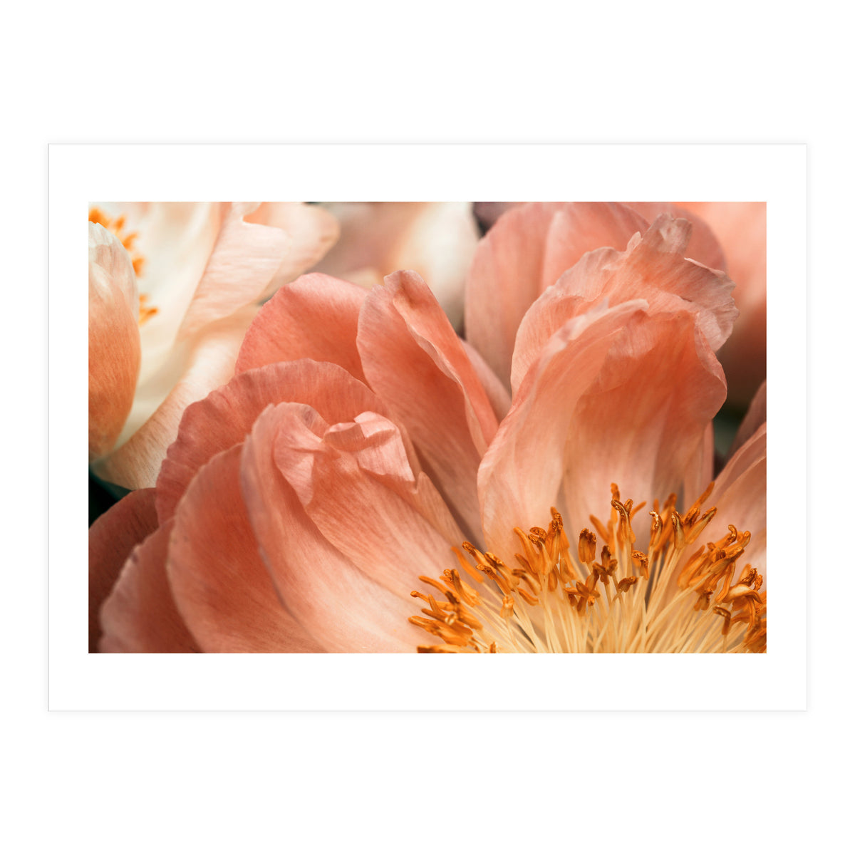 Coral Charm #1 (Print Only)