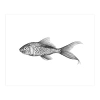 Mr Fish (Print Only)