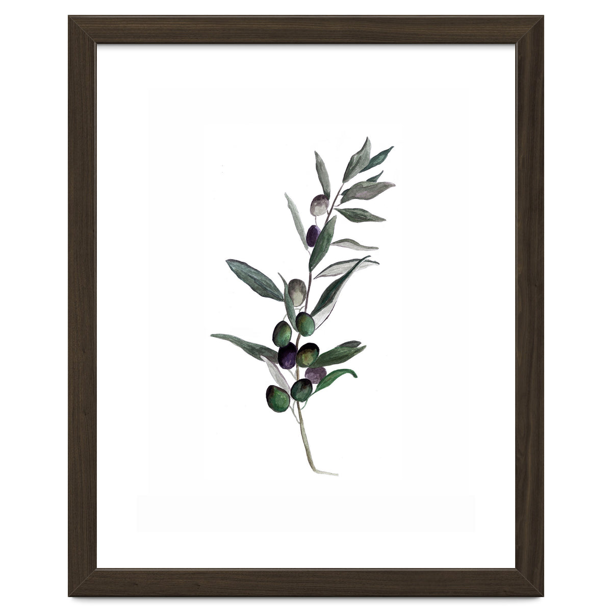 Botanical Illustration Olive