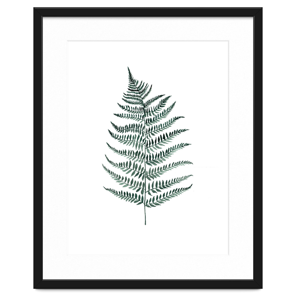 Botanical Illustration Silverfern