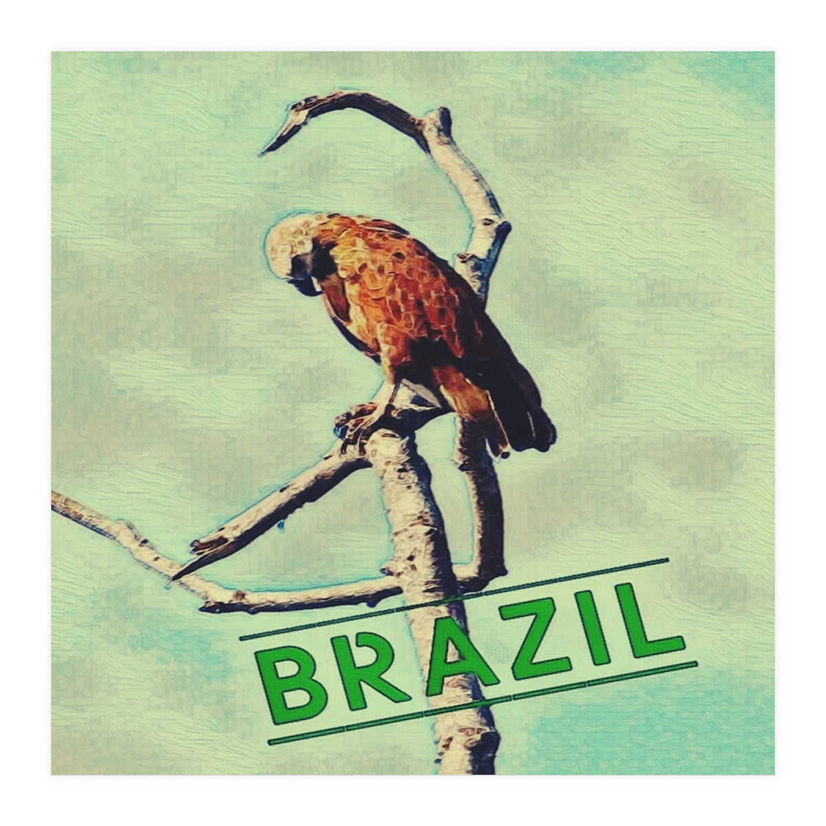 Eagle in Brazil (Print Only)