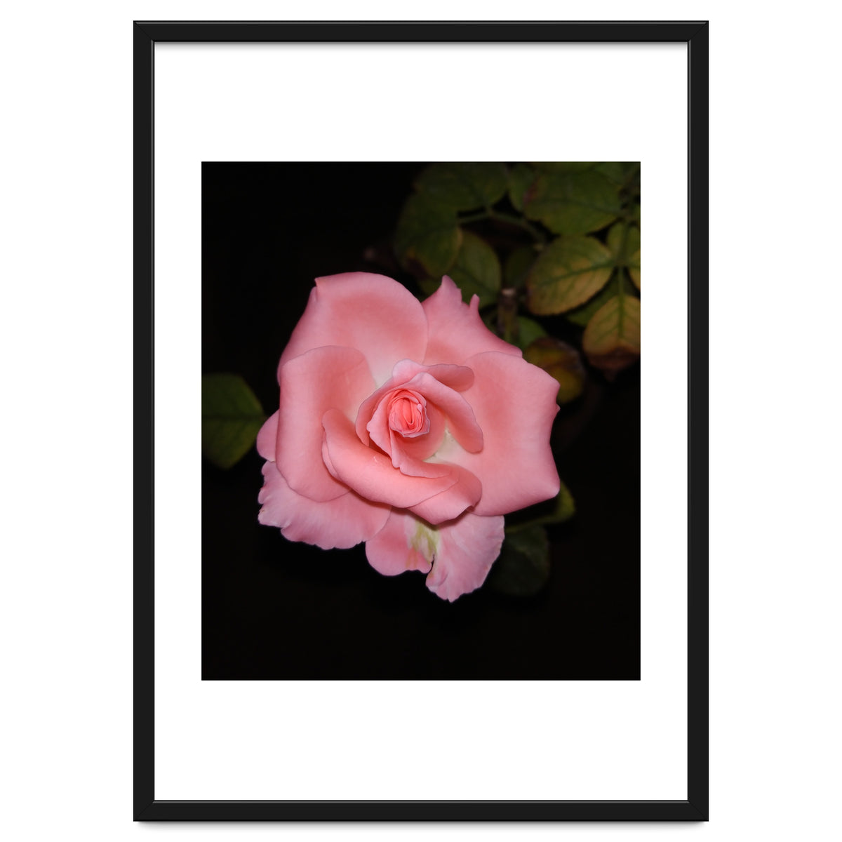 Pink Rose Floral