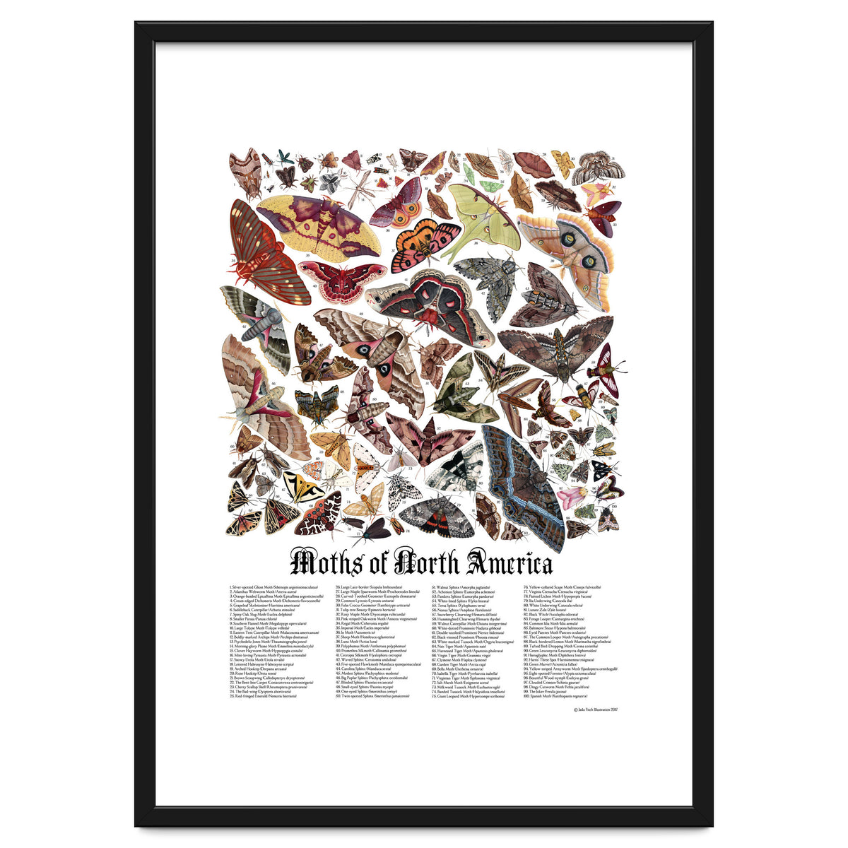 Moths of North America