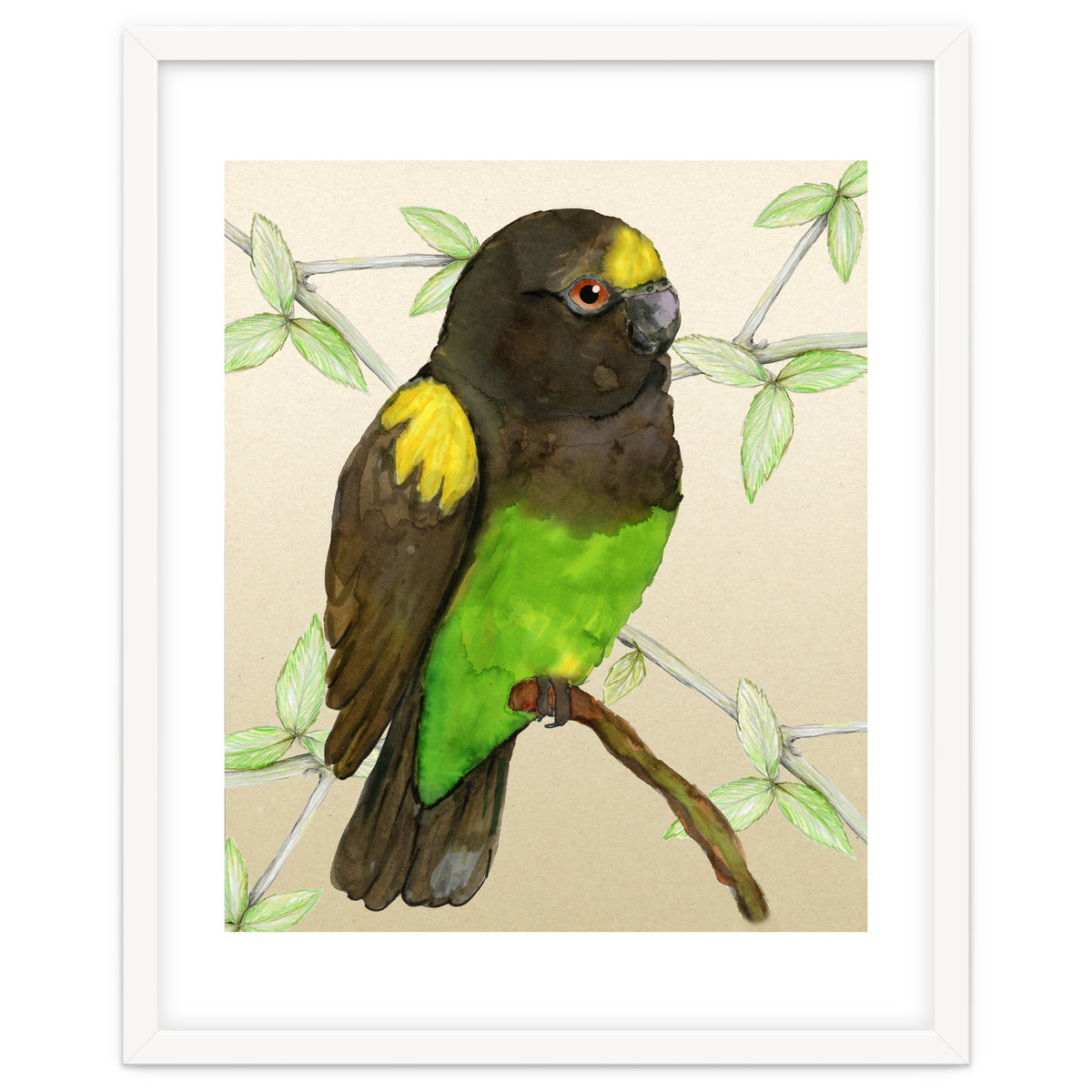 Meyer's parrot watercolor