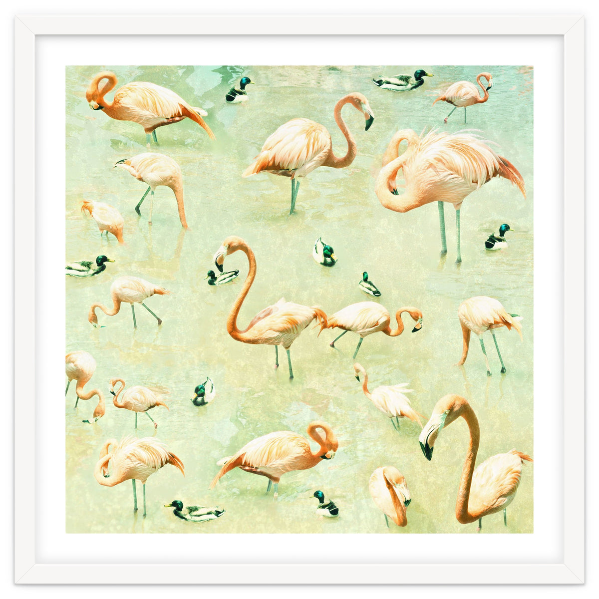 Flamingos