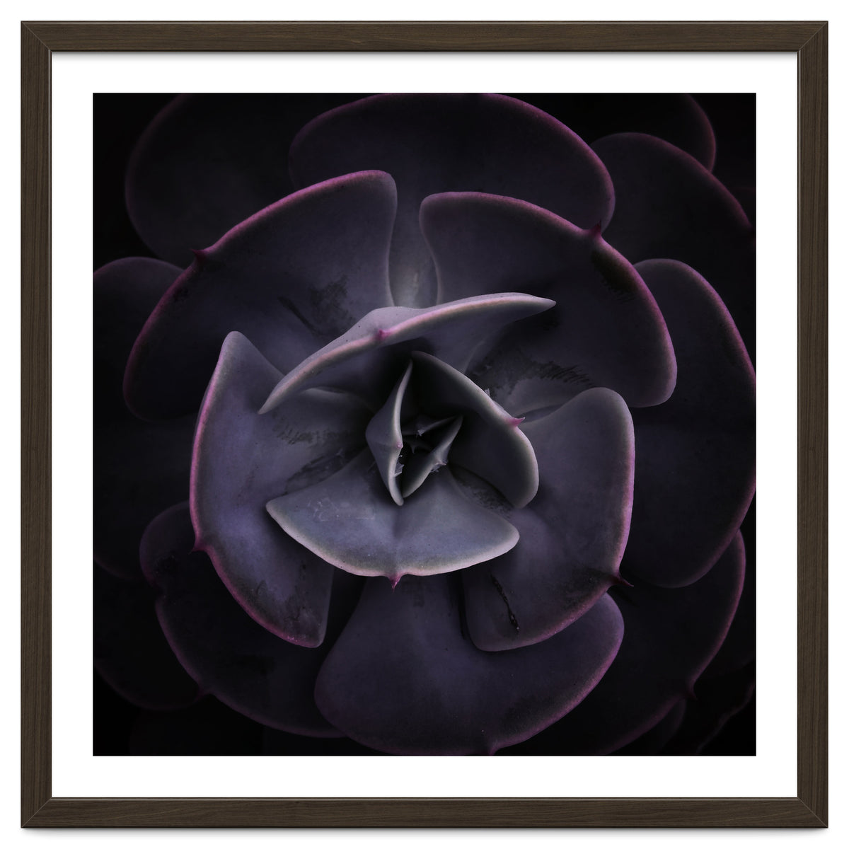 DARKSIDE OF SUCCULENTS VIII