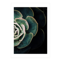 Darkside Of Succulents 4-B (Print Only)