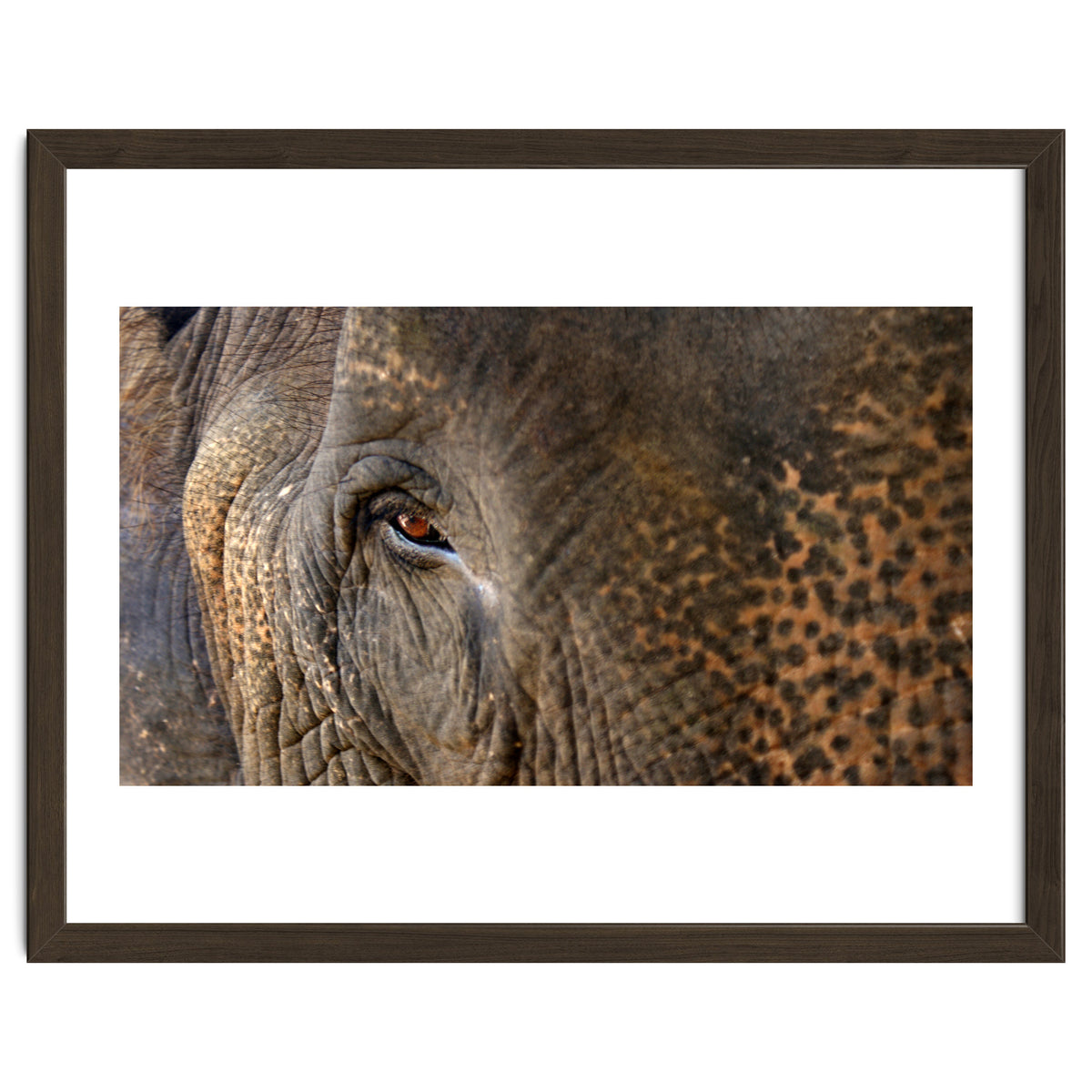 Face To Face - Elephant eye