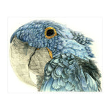 Blue Parrot (Print Only) thumbnail
