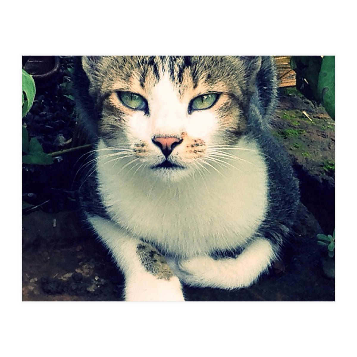 Photogenic Cat (Print Only)