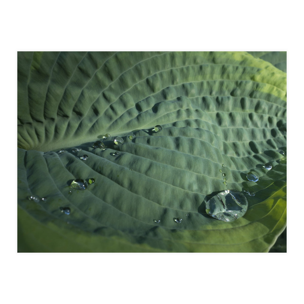 Hosta With Raindrops (Print Only)
