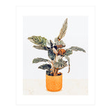 Botany II (Print Only) thumbnail
