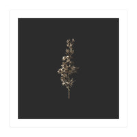 Gold Rush Botanicals - Square (Print Only)