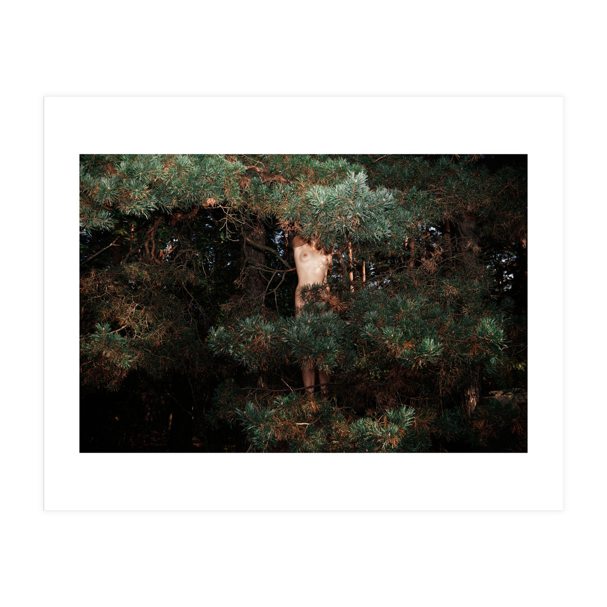 Eyes of the Forest (Print Only)