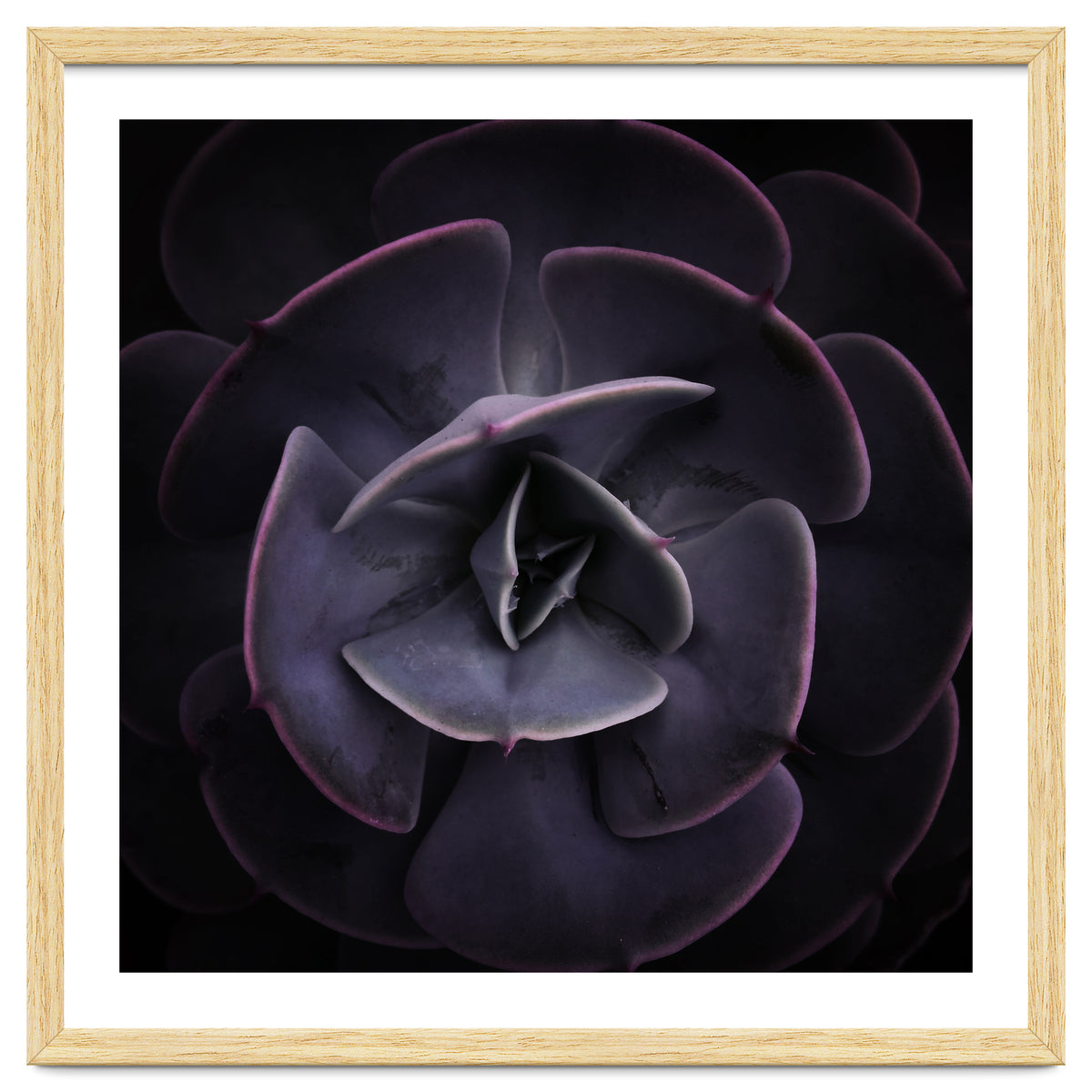 DARKSIDE OF SUCCULENTS VIII