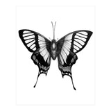 Butterfly Wings (Print Only) thumbnail