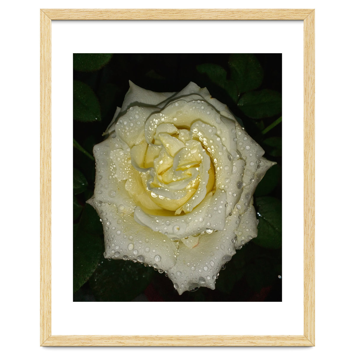 Floribunda Rose
