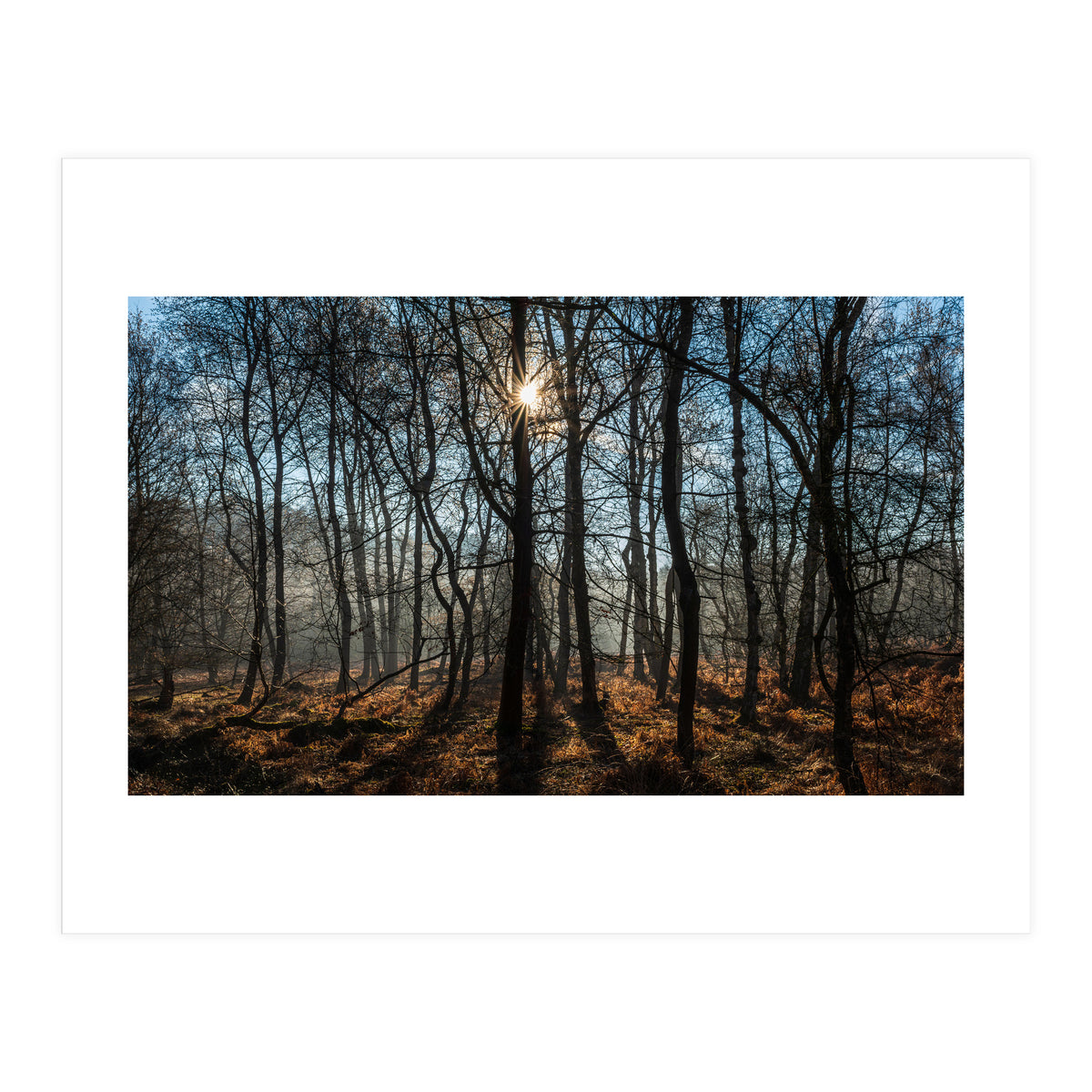 A Special Morning in Heath Warren Woods - Hampshire (Print Only)