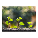 Plant in Nature (Print Only) thumbnail