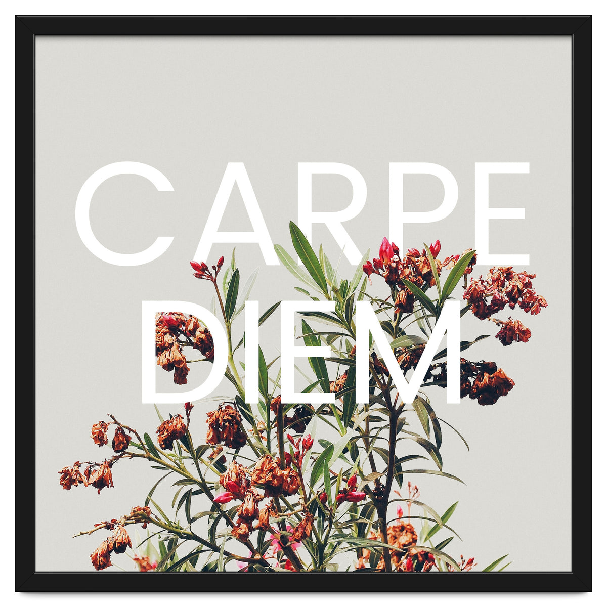 Carpe Diem