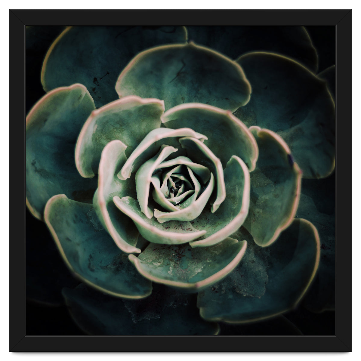 DARKSIDE OF SUCCULENTS IV-A
