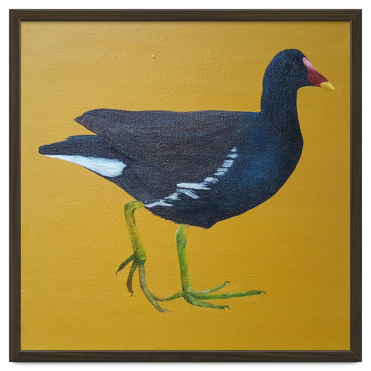 Moorhen