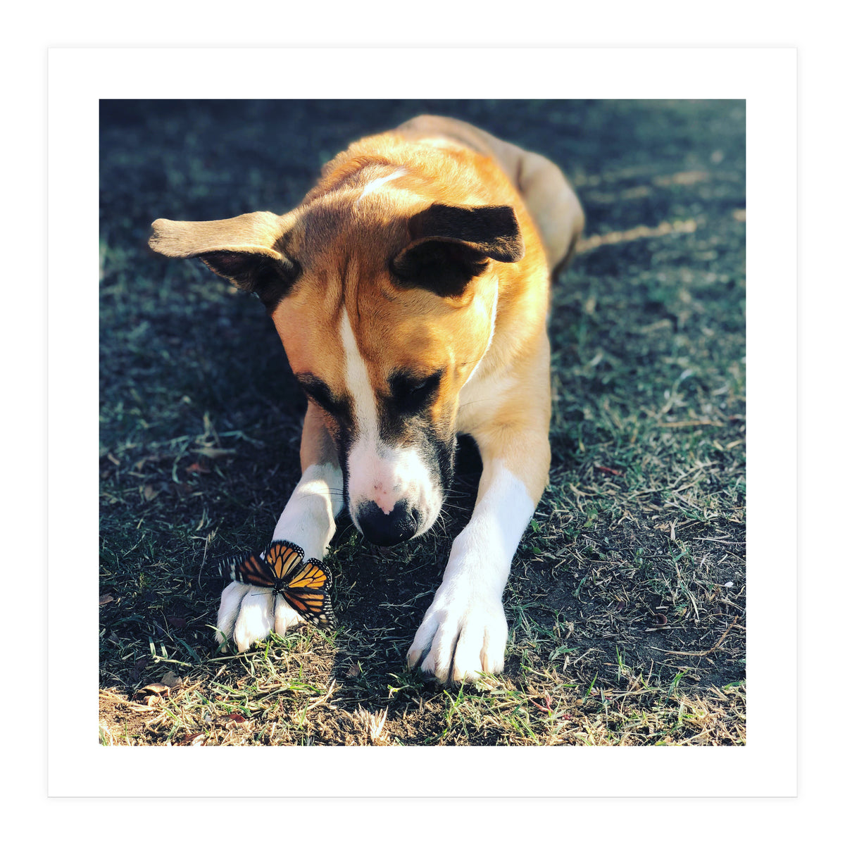 Cooper With Butterfly (Print Only)