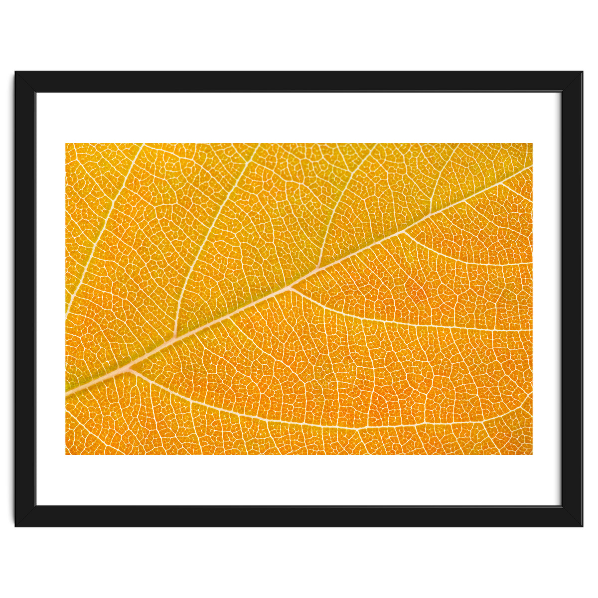 Autumn Leaf