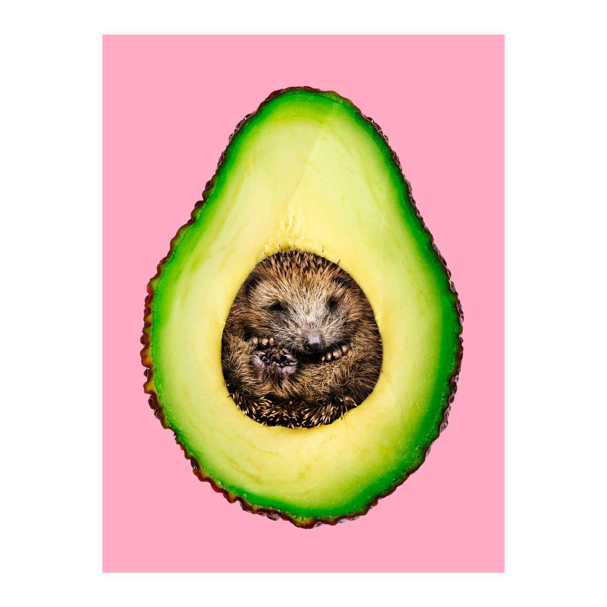 Hedgehocado (Print Only)