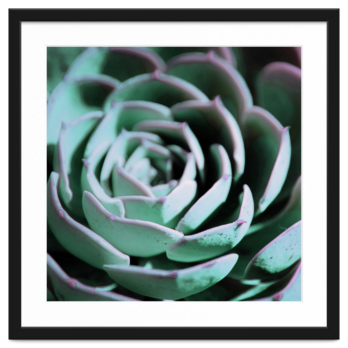 DARKSIDE OF SUCCULENTS III-A