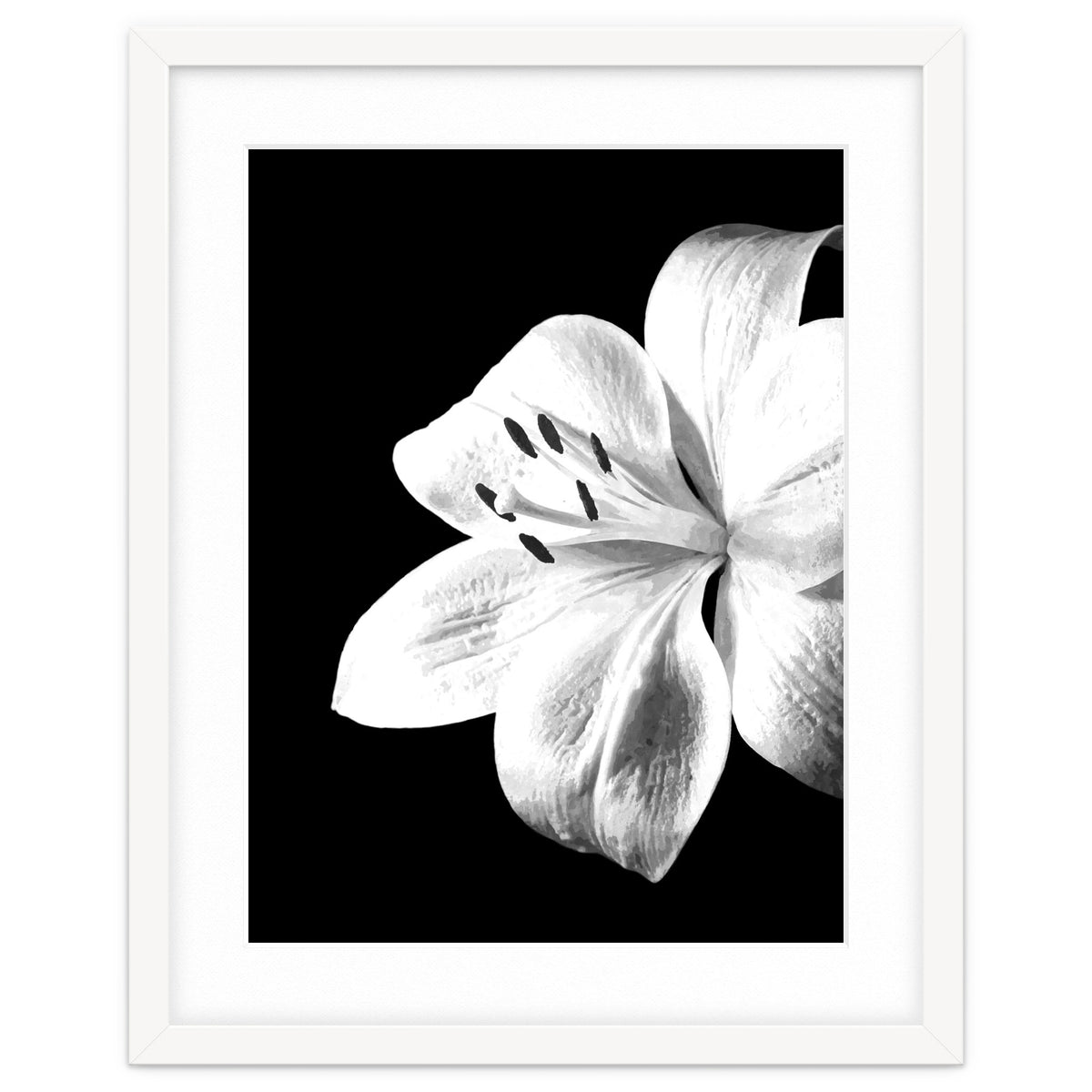 White Lily Black Background