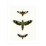 Different types of moths illustrated  (Print Only) thumbnail