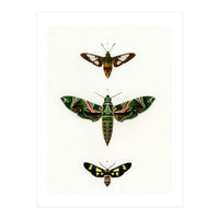 Different types of moths illustrated  (Print Only)