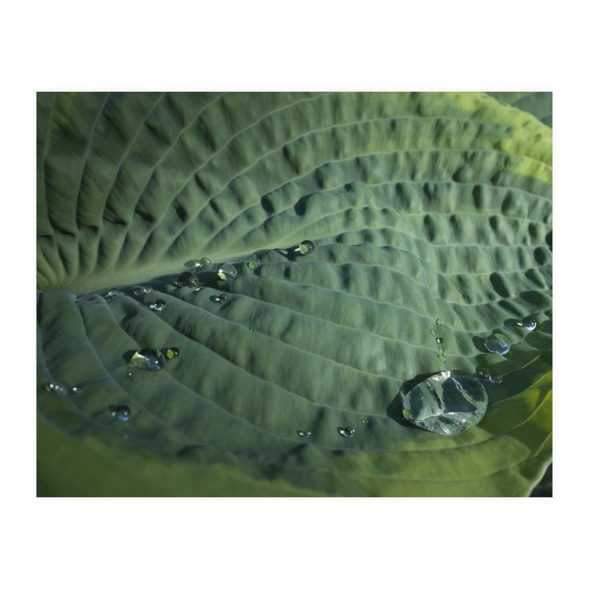 Hosta With Raindrops (Print Only)