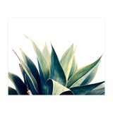 Botanical cactus I (Print Only) thumbnail
