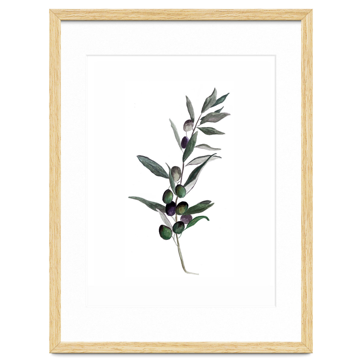 Botanical Illustration Olive