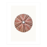 Cc Shell 04 (Print Only) thumbnail
