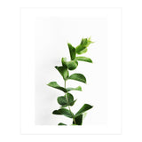 Eucalyptus (Print Only) thumbnail
