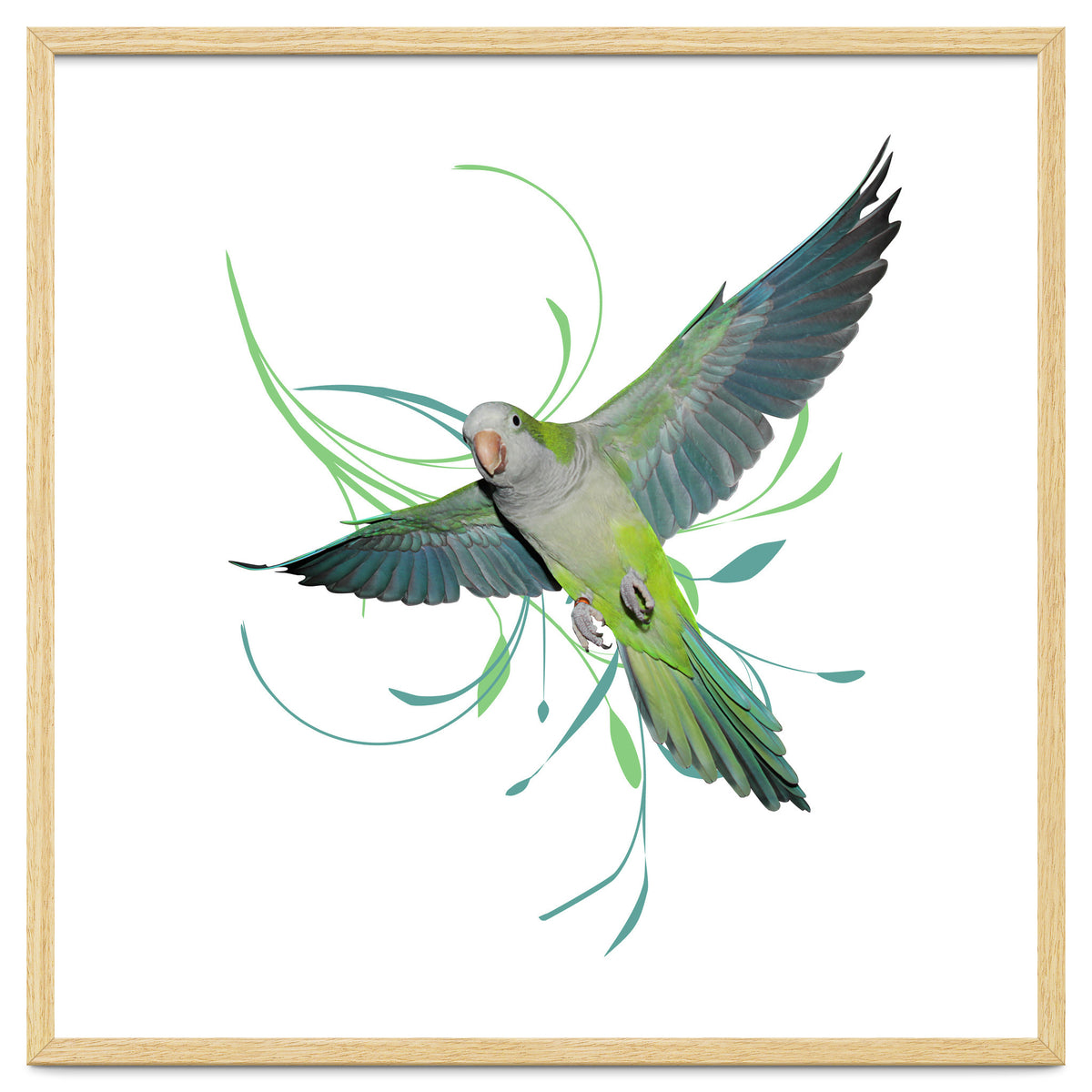 Flying quaker parrot