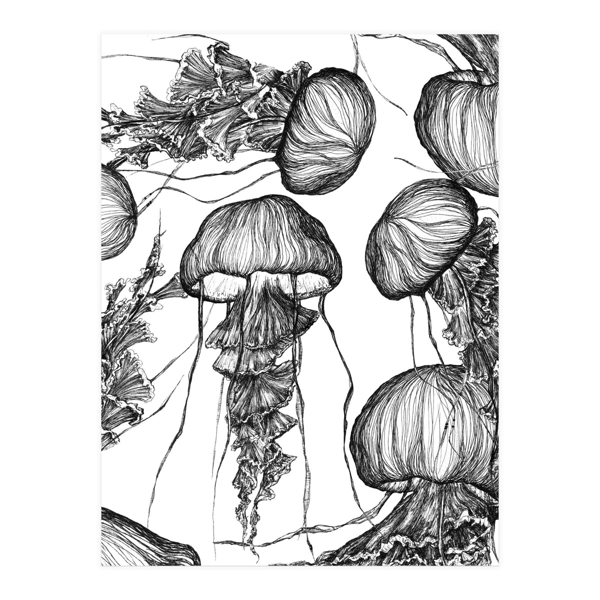 jellyfish (Print Only)