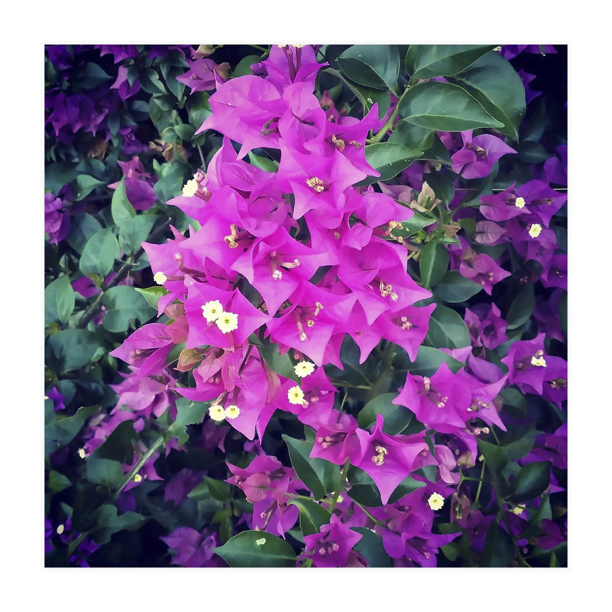 Purple Flowers (Print Only)