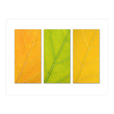 Autumn Leaves (Print Only) thumbnail