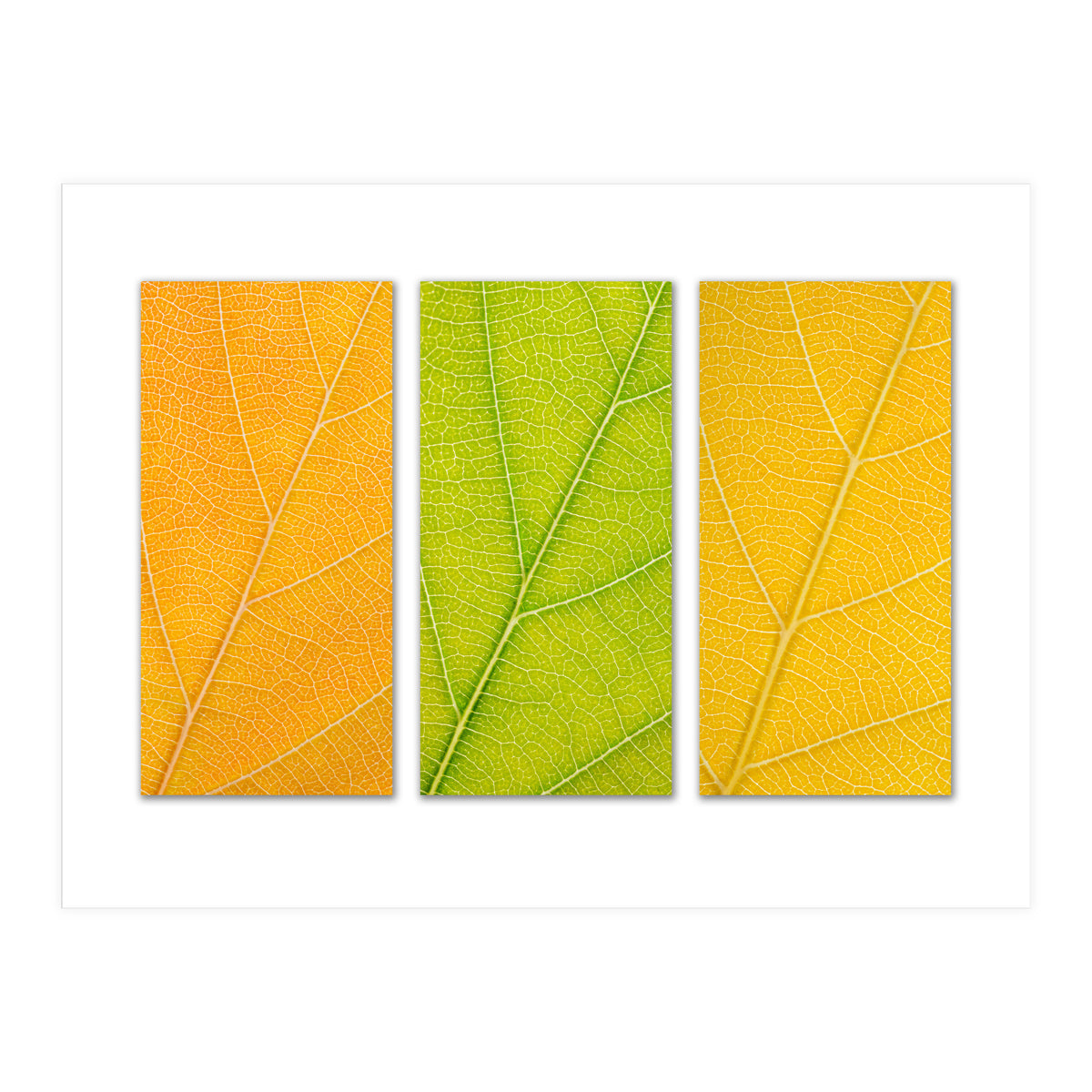 Autumn Leaves (Print Only)