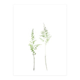 Olive Green Astilbe (Print Only) thumbnail