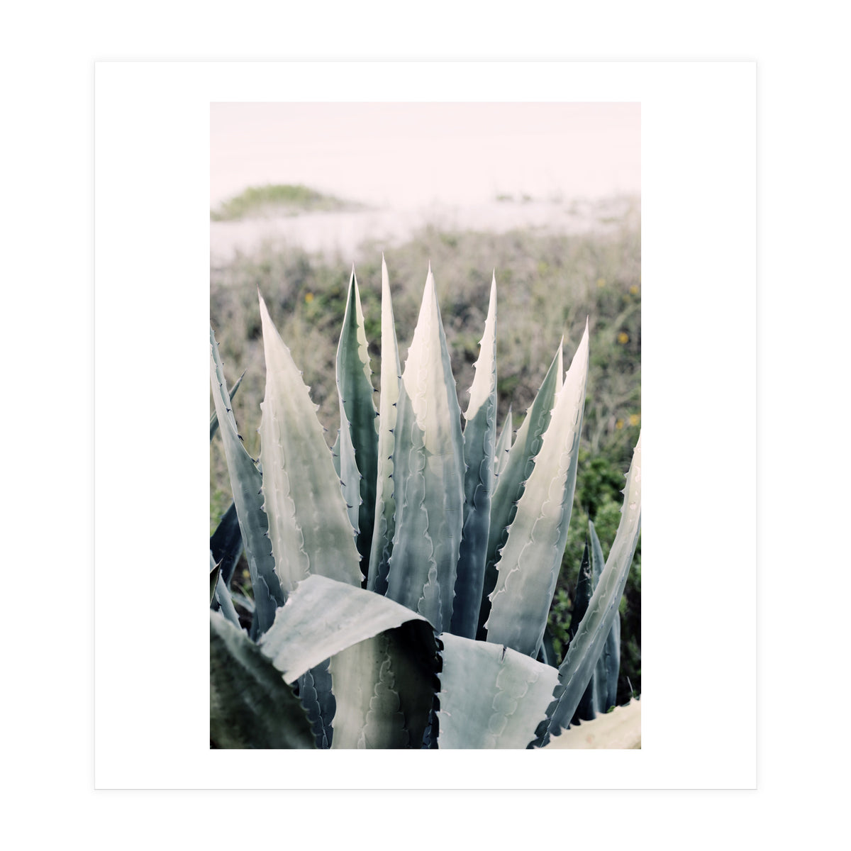 Pale Agave  (Print Only)