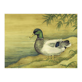 Mallard (Print Only) thumbnail